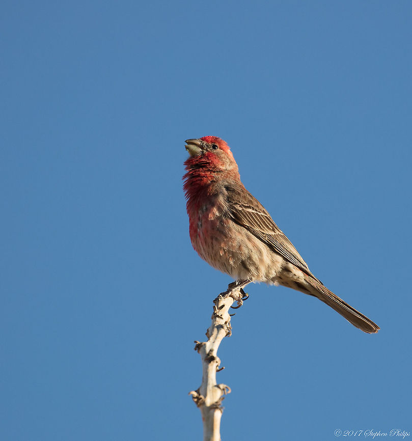 Proud Papa This male finch has been hanging around our backyard for a few weeks. Its partner is perched under our ramada sitting patiently on her nest. We will be having babies soon! Carpodacus mexicanus,Geotagged,House Finch,Spring,United States
