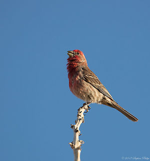 Proud Papa This male finch has been hanging around our backyard for a few weeks. Its partner is perched under our ramada sitting patiently on her nest. We will be having babies soon! Carpodacus mexicanus,Geotagged,House Finch,Spring,United States