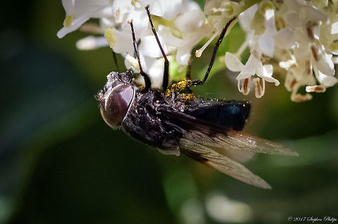 Mexican Cactus Fly Designation requested. Source: http://bugguide.net/node/view/9910/bgimage

These guys are extreme pollinators. Fun to watch, hard to capture clean images. fast moving flies.

About the photo: Taken with a Canon 180mm macro lens. Stack focused with 3 images. Very tough to align properly from subject movement but the results were pretty good. Depth of field on this macro lens is very shallow at close range, hence the need to stack (increased DOF) Copestylum mexicanum,Geotagged,Mexican Cactus Fly,Spring,United States