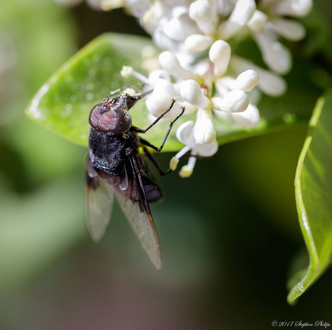 Mexican Cactus Fly ii Second image for added prospective.<br />
<br />
About the photo: Taken with a Canon 180mm macro lens. Stack focused with 2 images. Very tough to align properly from subject movement but the results were pretty good. Depth of field on this macro lens is very shallow at close range, hence the need to stack (increased DOF) Copestylum mexicanum,Geotagged,Mexican Cactus Fly,Spring,United States