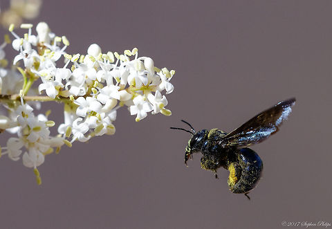 Carpenter Bee ii I was not sure what this was at first. After some research I was surprised to find out it was a bee. Living in the western US all my life (long time) I had not seen this specific species until now. Arizona does bring in a lot of diversity of birds and insects. California carpenter bee,Geotagged,Spring,United States,Xylocopa,Xylocopa californica