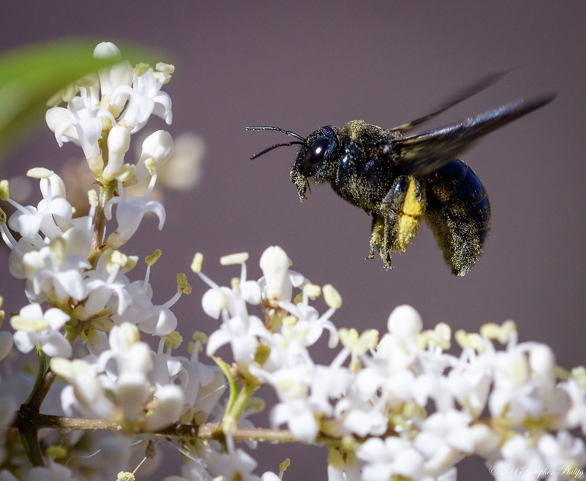 Carpenters? Crazy big black bee (comparatively) and very active. Hard to capture inflight but worth it! California carpenter bee,Geotagged,Spring,United States,Xylocopa,Xylocopa californica
