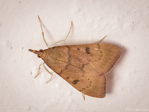 Celery Leaftier I simply love the beaded antennae laying down its back and twig like legs at the base of the tibia. Geotagged,Spring,Udea rubigalis,United States