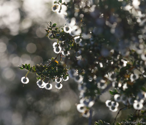 Glowing Balls of Ice Had I known this was going to be a species intro I would have taken a better picture. I will get some more tomorrow. The sun was shinning through the hairs covering the seed pods and was to tempting not to take the shot. Creosote bush,Geotagged,Larrea tridentata,Spring,United States