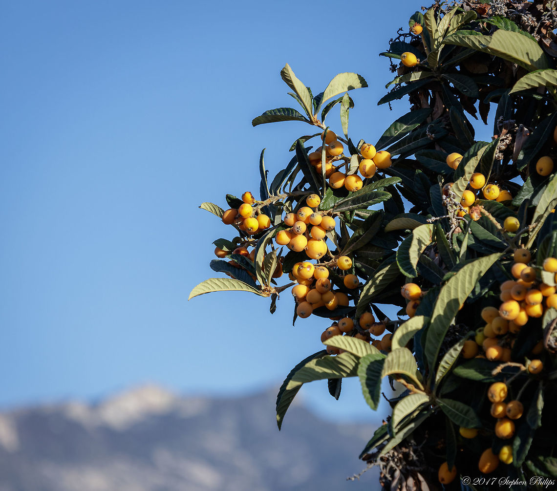 Non Native This loquat tree was planted here over 30 years ago. The fruit is plentiful and beautiful against the landscape of the desert. I will go back when the fruit is fully ripened and try some of these. They are getting close... Eriobotrya japonica,Geotagged,Loquat,Spring,United States