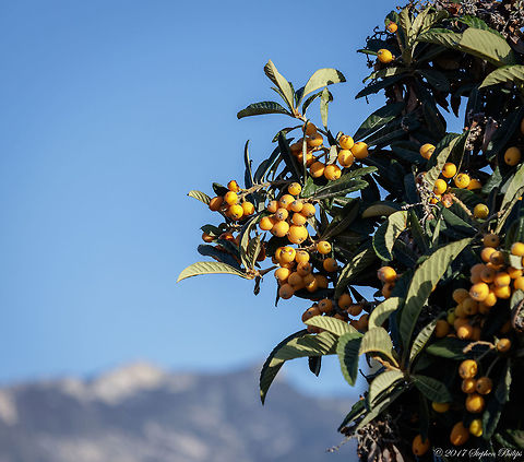 Non Native This loquat tree was planted here over 30 years ago. The fruit is plentiful and beautiful against the landscape of the desert. I will go back when the fruit is fully ripened and try some of these. They are getting close... Eriobotrya japonica,Geotagged,Loquat,Spring,United States