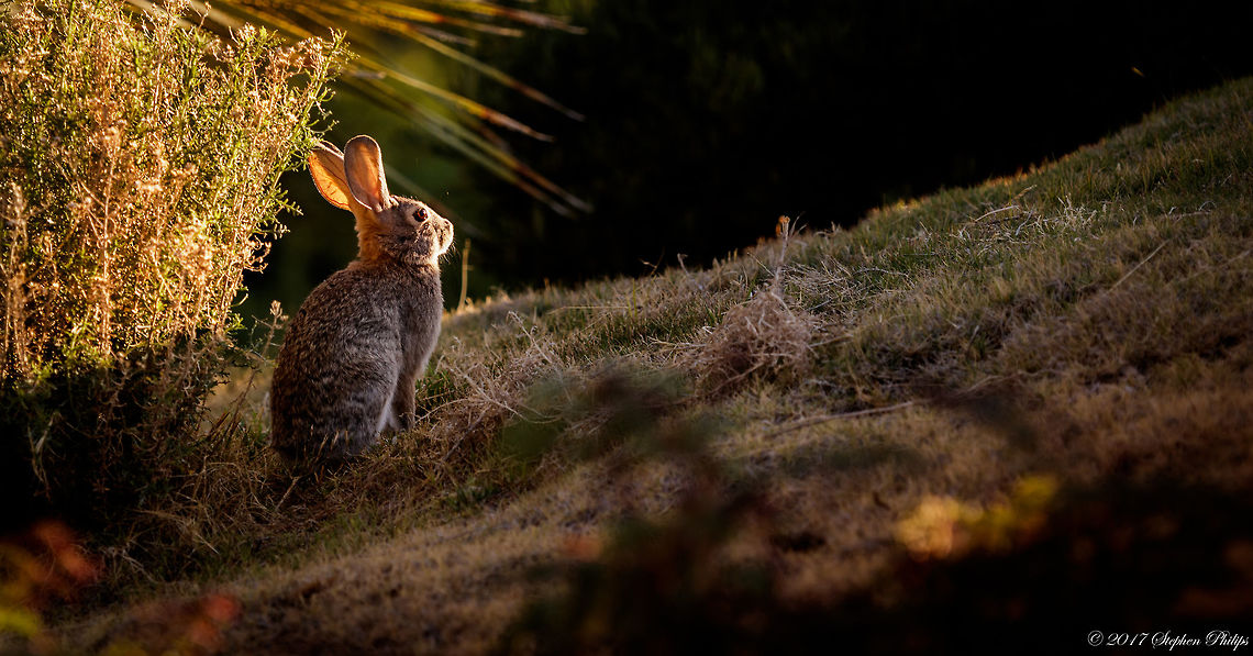 Chillin' at Sunset This cottontail appeared to be kickin' back and enjoying a sunset from behind a mound of grass. It was not bothered in the slightest bit by my presents. Desert cottontail,Geotagged,Spring,Sylvilagus audubonii,United States