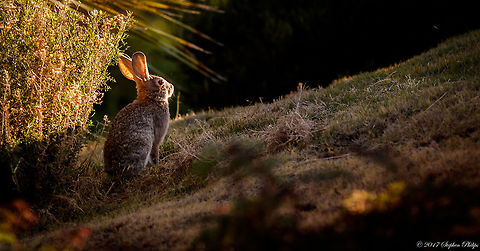 Desert cottontail