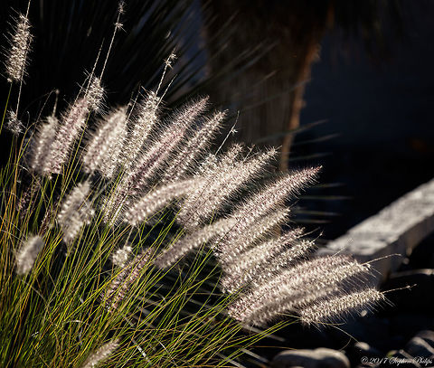 Sissy Grass I know what you are thinking... are you seriously going to post that on here? Sorry the softer side of my shooting... Geotagged,Pennisetum setaceum,Spring,United States