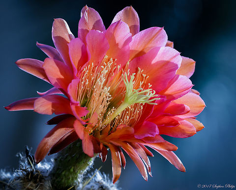 Trichocereus hybrid These amazing hybrids come in a variety of colors and size. This particular one grows on a cactus that reaches heights of 1m often with multiple stocks and blooms the same as all Echinopsis, begins at night and typically only last for a day or two.  Geotagged,Spring,United States