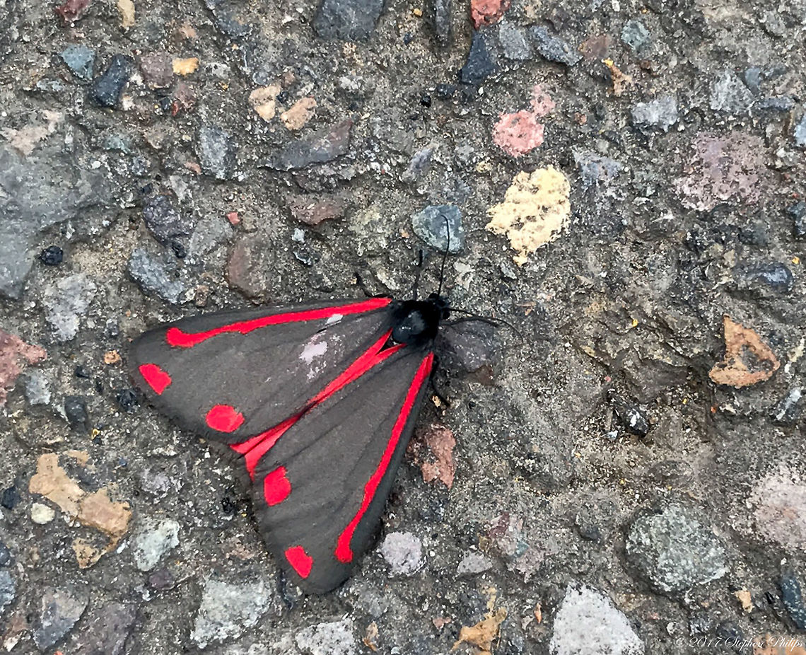 Cinnabar Moth My son took this image on his iPhone in Oregon. I hadn't seen one before and just love the pattern of red against nearly black. Cinnabar moth,Geotagged,Spring,Tyria jacobaeae,United States