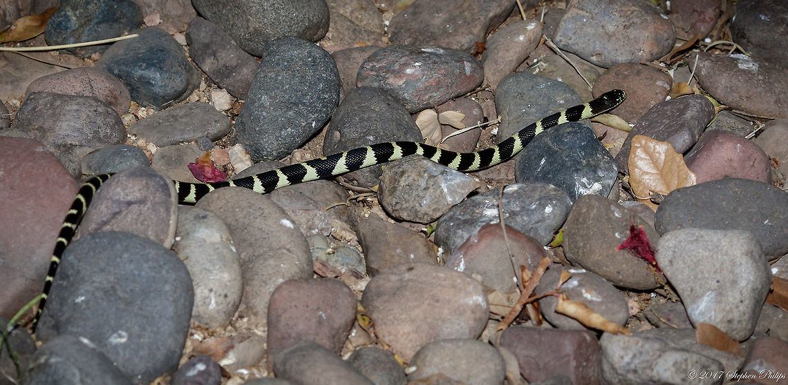 Lampropeltis triangulum californiae A form species within the king snake family. This is a juvenile about 50cm and can grow up to 1.2m. They are immune to rattlesnake venom and pray on them regularly. Here is a video link filming the results of what happens when...<br />
<section class="video"><iframe width="448" height="282" src="https://www.youtube-nocookie.com/embed/LdCozo_Ub_Q?hd=1&autoplay=0&rel=0" frameborder="0" allowfullscreen></iframe></section><br />
About photo: The photo was taken at night. A Canon 600EX-RT speedlite was used on camera (unfortunately) as I was holding my camera on a monopod, a scorpion light, a torch light, and used a head mounted light for focusing. Geotagged,Milk snake,Spring,United States,triangulum