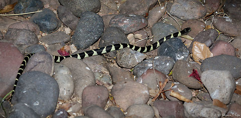 Lampropeltis triangulum californiae A form species within the king snake family. This is a juvenile about 50cm and can grow up to 1.2m. They are immune to rattlesnake venom and pray on them regularly. Here is a video link filming the results of what happens when...
https://www.youtube.com/watch?v=LdCozo_Ub_Q
About photo: The photo was taken at night. A Canon 600EX-RT speedlite was used on camera (unfortunately) as I was holding my camera on a monopod, a scorpion light, a torch light, and used a head mounted light for focusing. Geotagged,Milk snake,Spring,United States,triangulum