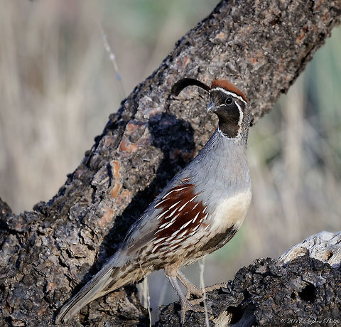 Common Arizona Quail A simple shot but shows good detail of this quail which I think is a beautiful bird in a somewhat drab desert world. Callipepla gambelii,Gambels quail,Geotagged,Spring,United States