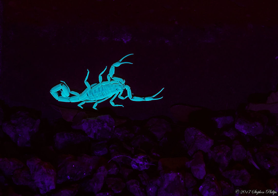 Arizona Bark Scorpion under (UV light) The most potent venom of all scorpions in the USA.<br />
<br />
Centruroides sculpturatus is the well-known Arizona bark scorpion. It is readily distinguished from all other scorpions in the area by having long, slender hands and fingers, along with a long, slender tail or metasoma. In the desert, it is typically uniform tan-yellow to orange; at higher elevations it may be striped. When at rest, the metasoma is held at the side and coiled to where the sting is directed to the base of fourth segment. Occasionally in males it is coiled horizontally over body. Metasomal segments are subequal in length, long and slender in males. The Arizona bark scorpion is very common in rocky areas in the desert and found throughout Arizona.<br />
<br />
Things to know about Arizona bark scorpions<br />
Family: Buthidae<br />
They are usually about 2 - 3 inches long.<br />
They are nocturnal.<br />
They give birth to their young live, about 25-35 at a time.<br />
They eat crickets, roaches and other insects. Arizona bark scorpion,Centruroides sculpturatus,Scorpion under ultra Violet light,Ultra Violet Light