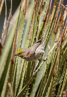Verdin in the Desert Spoon A tiny, active songbird of the arid southwestern United States and northern Mexico, the Verdin is the only North American member of the penduline-tit family (Remizidae). Vocal and often conspicuous despite its size, it builds a large enclosed nest in thorny scrub. Auriparus flaviceps,Geotagged,Spring,United States,Verdin