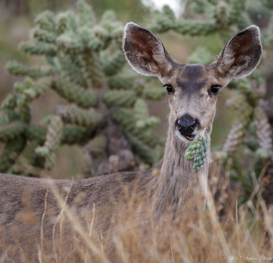 Don't mess with Prickly Pear Cactus This mule deer was eating flowers on a prickly pear and true to its name pricked this ones lip. Looks painful! Geotagged,Mule Deer,Odocoileus hemionus,Spring,United States