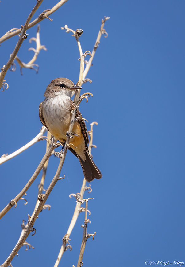 Female Vermillion This is a female vermillion flycatcher. Here is the link to the male:<br />
<br />
<figure class="photo"><a href="https://www.jungledragon.com/image/38699/i_am_watching_you.html" title="I am watching you!"><img src="https://s3.amazonaws.com/media.jungledragon.com/images/2428/38699_thumb.jpg?AWSAccessKeyId=05GMT0V3GWVNE7GGM1R2&Expires=1759968010&Signature=ya%2FuYxSeAVskADHJfNnx7%2BmqhiM%3D" width="130" height="152" alt="I am watching you! This vermillion has been illusive in flight from me. So fast I have yet to capture a clear shot to post. I won&#039;t give up until I do... Geotagged,Pyrocephalus rubinus,Spring,United States,Vermilion Flycatcher" /></a></figure><br />
 Geotagged,Pyrocephalus rubinus,Spring,Tyrannus verticalis,United States,Vermilion Flycatcher