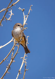Female Vermillion This is a female vermillion flycatcher. Here is the link to the male:

https://www.jungledragon.com/image/38699/i_am_watching_you.html
 Geotagged,Pyrocephalus rubinus,Spring,Tyrannus verticalis,United States,Vermilion Flycatcher