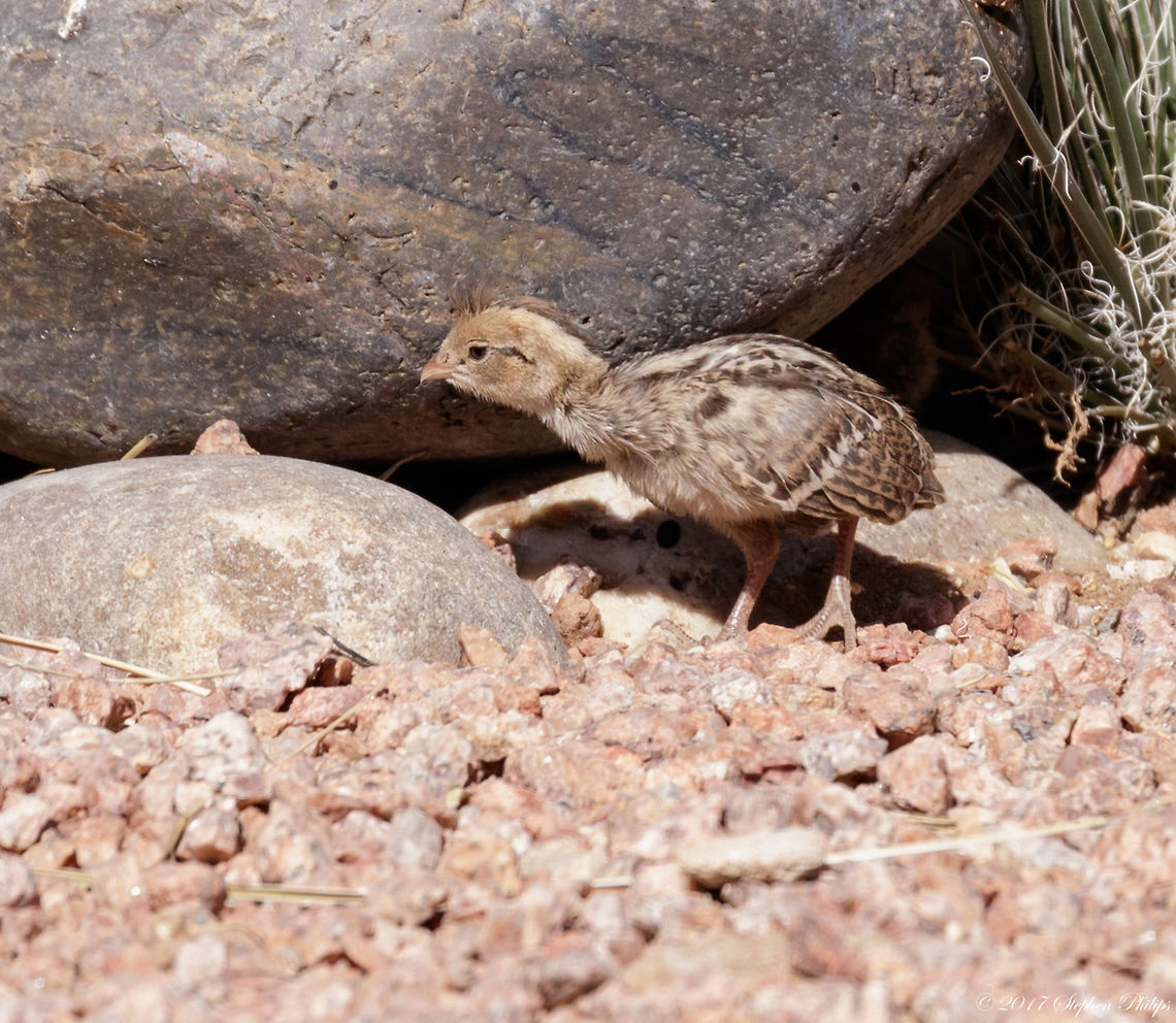 Gamble Quail chick We now have a few covey of quail roaming around our backyard. For size comparison to its adult size here is an image of the covey:<br />
<br />
<figure class="photo"><a href="https://www.jungledragon.com/image/50692/covey_of_quail.html" title="Covey of Quail"><img src="https://s3.amazonaws.com/media.jungledragon.com/images/2428/50692_thumb.jpg?AWSAccessKeyId=05GMT0V3GWVNE7GGM1R2&Expires=1759968010&Signature=L17zl1JVGUtHo922fOk7MDcFkYk%3D" width="200" height="136" alt="Covey of Quail This is part of a covey of 7 chicks. The mother guards them intensely as they will mature over the next several weeks. My estimate is that these are about 3 weeks old.<br />
<br />
The hen is out of focus as my interest was on the chicks... :-) Callipepla gambelii,Gambels quail" /></a></figure> Callipepla gambelii,Gambels quail,Geotagged,Spring,United States
