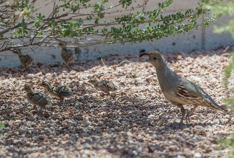 Covey of Quail This is part of a covey of 7 chicks. The mother guards them intensely as they will mature over the next several weeks. My estimate is that these are about 3 weeks old.

The hen is out of focus as my interest was on the chicks... :-) Callipepla gambelii,Gambels quail