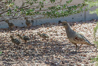 Covey of Quail This is part of a covey of 7 chicks. The mother guards them intensely as they will mature over the next several weeks. My estimate is that these are about 3 weeks old.<br />
<br />
The hen is out of focus as my interest was on the chicks... :-) Callipepla gambelii,Gambels quail
