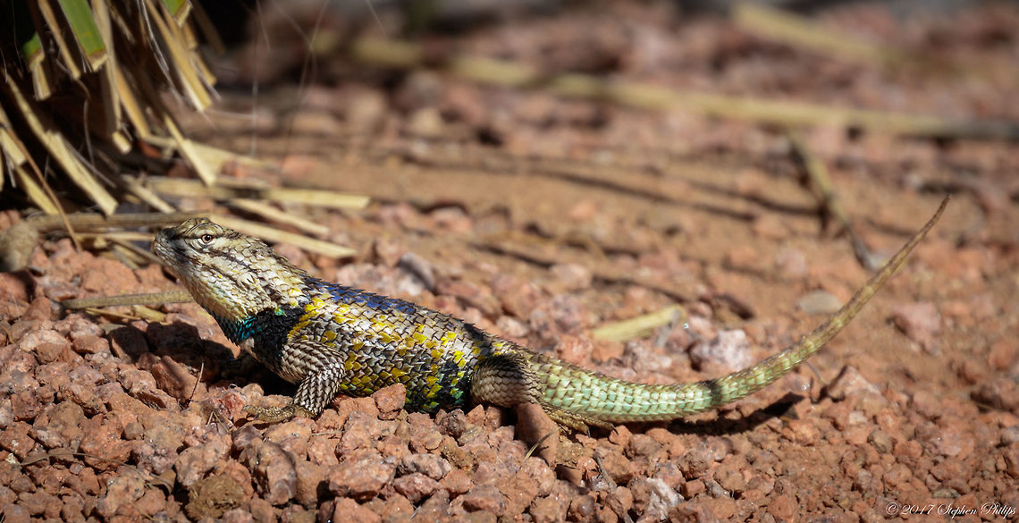 Spiny Lizard Very robust and colorful lizard. Living in my backyard... fun to step out and take these images with a cup of hot coffee.<br />
A large (up to about 142 mm or 5.6&quot; from snout to vent), stocky lizard with large, pointed, keeled, overlapping scales. Base coloration is gray, tan, or brown. In the southern subspecies (S. m. magister) males often have a large longitudinal purple patch or bar on the mid-dorsum. Geotagged,Sceloporus magister,Spring,United States