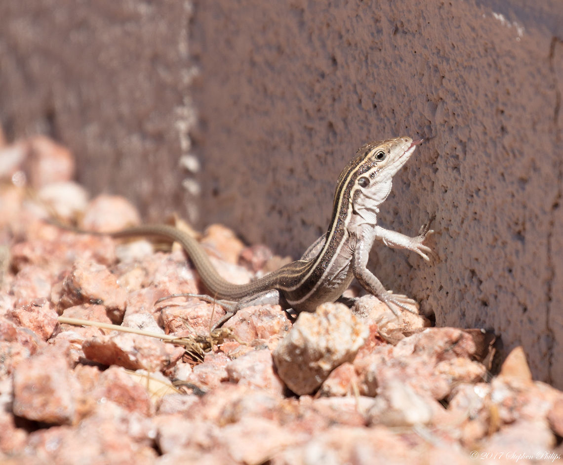 Whiptail enjoying some fire ants This is an alert, diurnal, fast-moving ground-dweller. It is often encountered foraging or basking in the mid-morning sun. Adults often go into hibernation in late summer. Juveniles remain active until fall. Both adults and juveniles emerge from hibernation in spring. Aspidoscelis sonorae,Geotagged,Sonoran Spotted Whiptail,Spring,United States