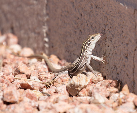 Whiptail enjoying some fire ants This is an alert, diurnal, fast-moving ground-dweller. It is often encountered foraging or basking in the mid-morning sun. Adults often go into hibernation in late summer. Juveniles remain active until fall. Both adults and juveniles emerge from hibernation in spring. Aspidoscelis sonorae,Geotagged,Sonoran Spotted Whiptail,Spring,United States