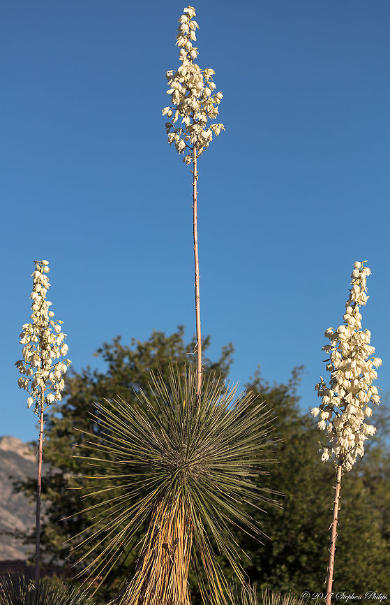 Soaptree This plant grows from 1.2-4.5 m tall, with a sparsely branched trunk. The trunk is brown, cylindrical in shape and has a small diameter and often has holes drilled by escaping yucca moth larvae. The leaves are arranged in a dense spiral whorl at the apex of the stems, each leaf 25&ndash;95 cm long and very slender, 0.2-1.3 cm broad. The white, bell-shaped flowers grow in a dense cluster on a slender stem at the apex of the stem, each flower 32&ndash;57 mm long, creamy white, often tinged pinkish or greenish. Geotagged,Soaptree yucca,Spring,United States,Yucca elata