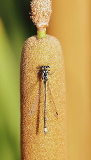 Pacific Forktail Couldn't resist a damselfly against this cattail near a pond in the desert outside of Tucson. Great green eyes with powder blue body.

About photo: Unfortunately I only took my 100-400mm lens with for this shoot. I was shooting birds. I will go back with a macro and see if I can get some better images. Geotagged,Ischnura cervula,Pacific Forktail,Spring,United States