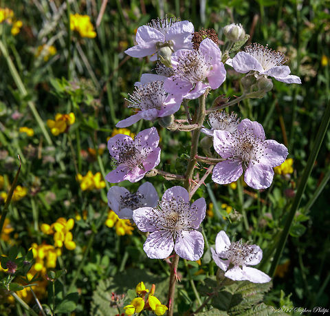 Rubus_fruticosus  Geotagged,Rubus fruticosus,Shrubby Blackberry,Summer,United States