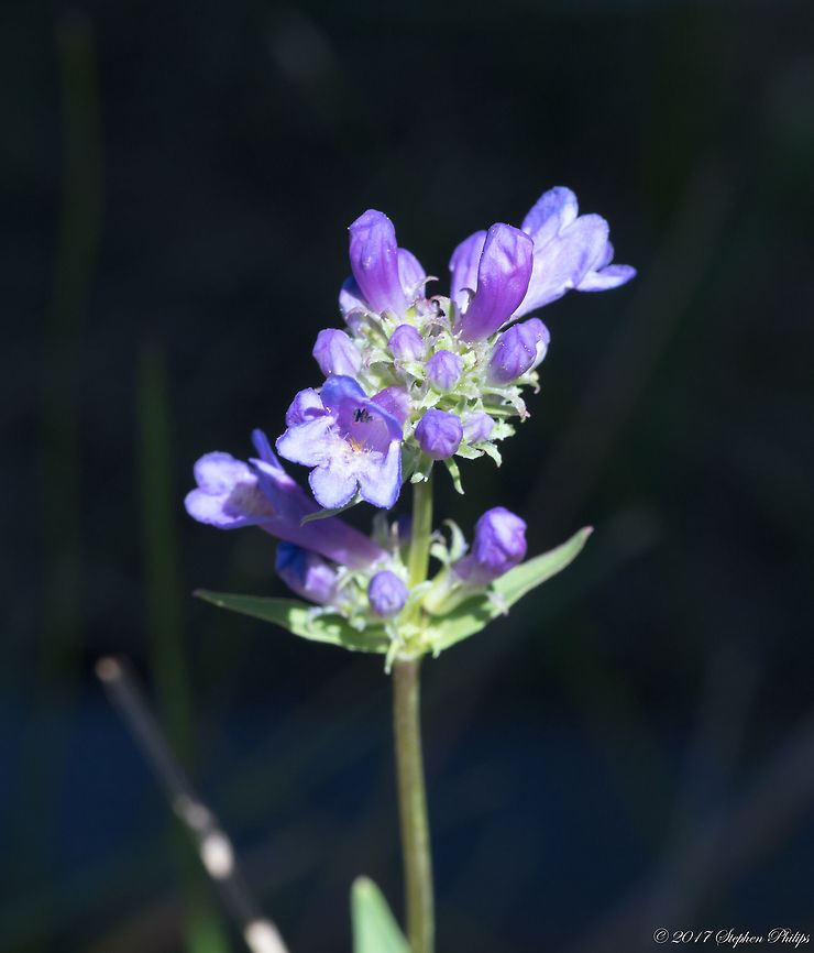 Penstemon_subserratus  Geotagged,Penstemon heterodoxus,Summer,United States