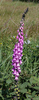 Digitalis_purpurea  Digitalis purpurea,Geotagged,Summer,United States