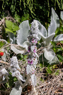 Stachys_byzantina  Geotagged,Lambs-ear,Stachys byzantina,Summer,United States