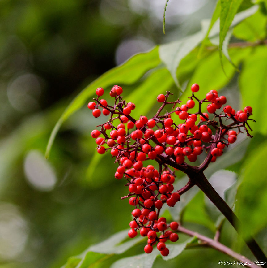 Sambucus_racemosa  Geotagged,Red Elderberry,Sambucus racemosa,Summer,United States