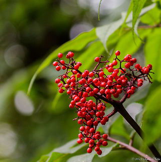 Sambucus_racemosa  Geotagged,Red Elderberry,Sambucus racemosa,Summer,United States