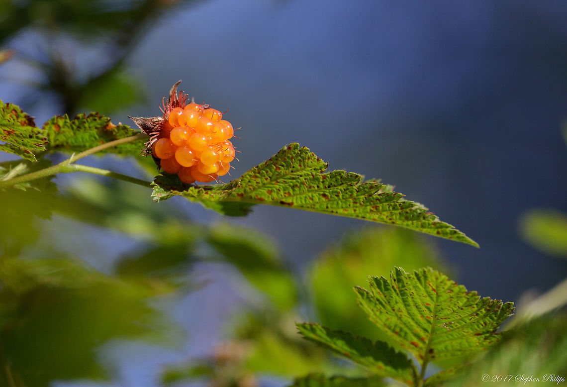 Rubus_spectabilis  Geotagged,Rubus spectabilis,Salmonberry,Summer,United States