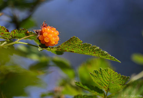 Rubus_spectabilis  Geotagged,Rubus spectabilis,Salmonberry,Summer,United States