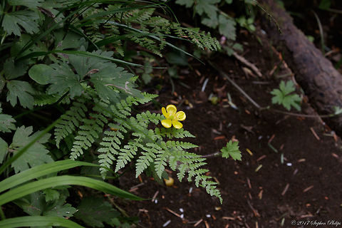 Ranunculus_glaberrimus_2  Geotagged,Ranunculus glaberrimus,Sagebrush buttercup,Summer,United States