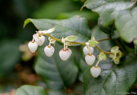 not_sure  Gaultheria shallon,Geotagged,Summer,United States