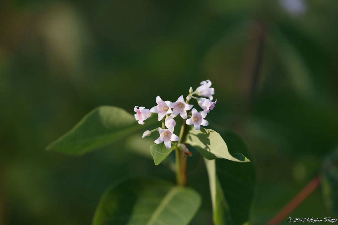 not_sure_7  Geotagged,Summer,United States