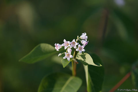 not_sure_7  Geotagged,Summer,United States