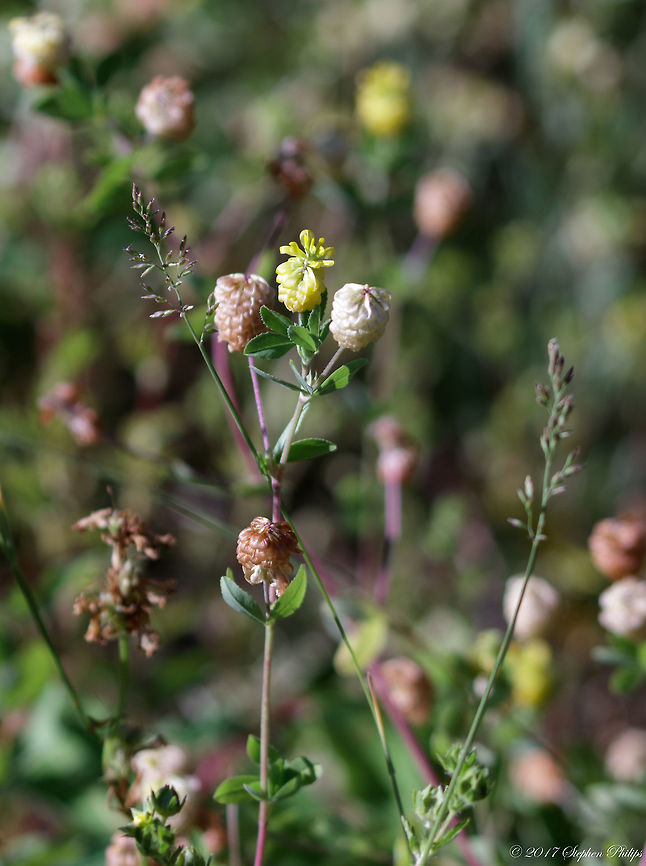 not_sure_6  Geotagged,Hop Trefoil,Summer,Trifolium campestre,United States