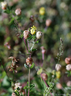 not_sure_6  Geotagged,Hop Trefoil,Summer,Trifolium campestre,United States