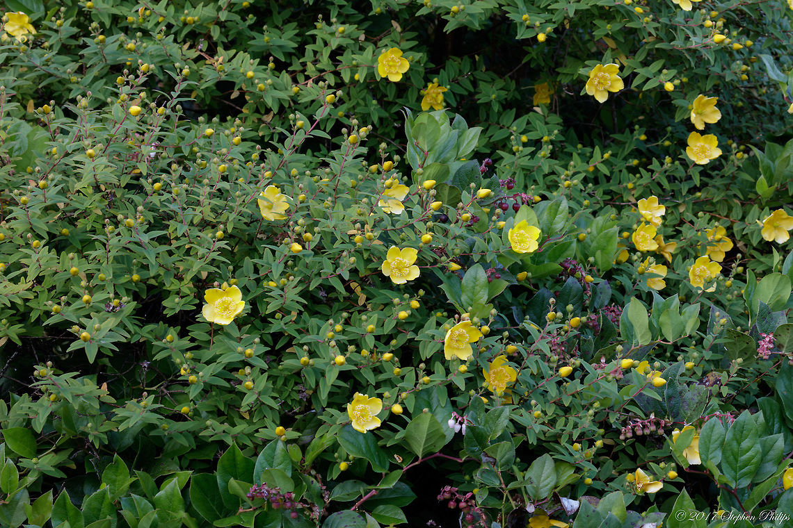 not_sure_4  Creeping cinquefoil,Geotagged,Potentilla reptans,Summer,United States