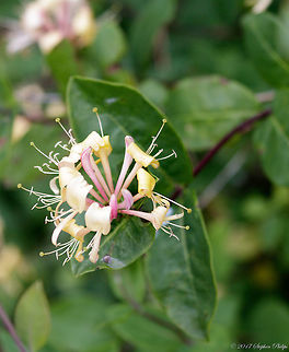 Honeysuckle  Geotagged,Honeysuckle,Lonicera implexa,Summer,United States