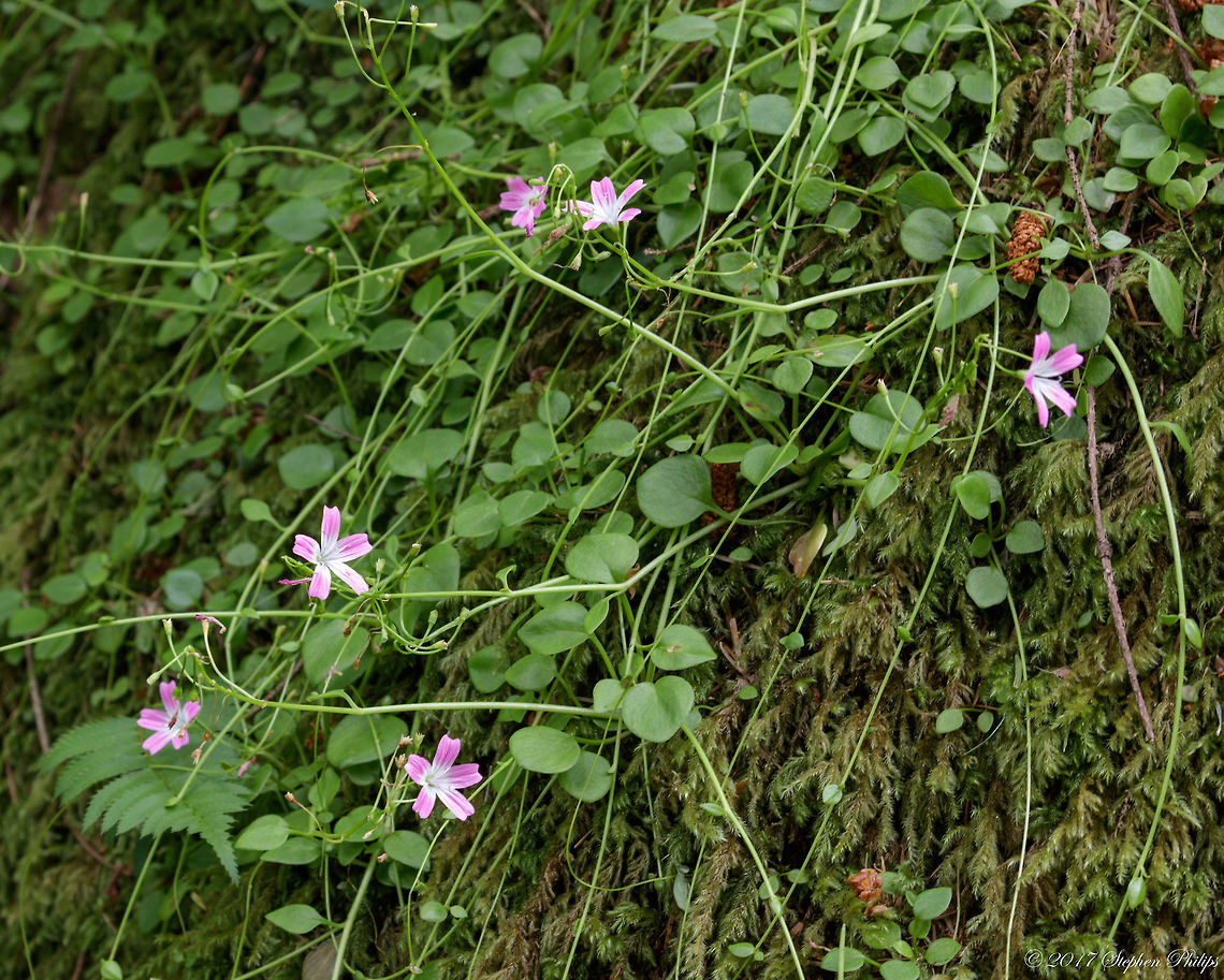 Montia_parvifolia  Geotagged,Montia_parvifolia,Summer,United States,parvifolia