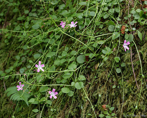 Littleleaf minerslettuce