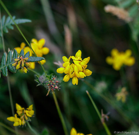 Lotus_corniculatus  Bird's-foot trefoil,Geotagged,Lotus corniculatus,Summer,United States